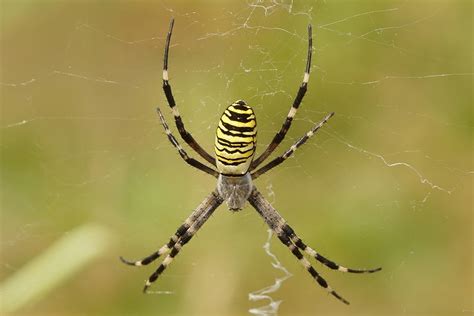 are orb weaver spiders dangerous.